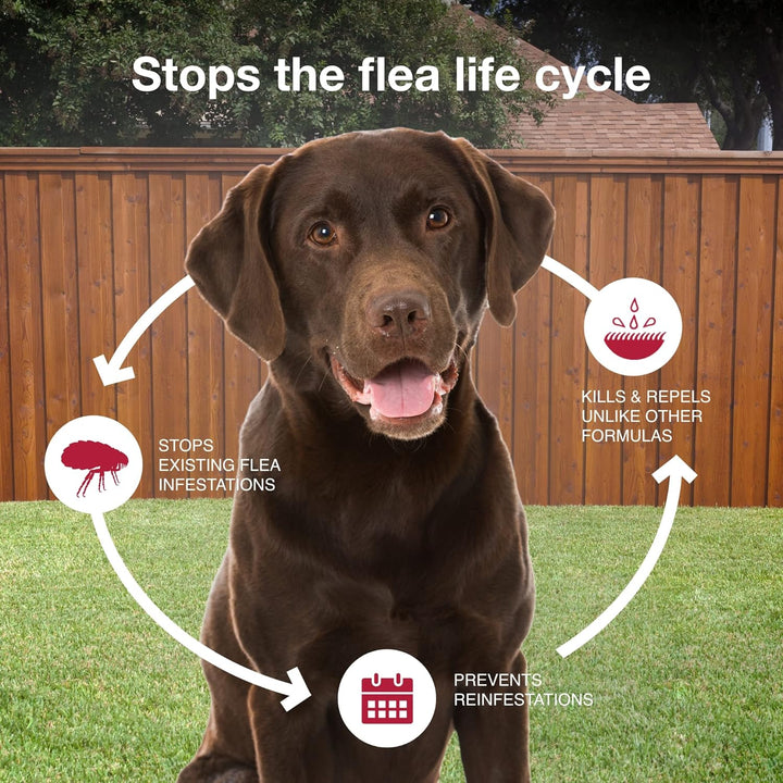 XL Dog Flea & Tick Treatment - 2 Mo